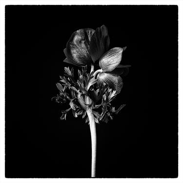 Original Fine Art Floral Photography by Veneta Karamfilova