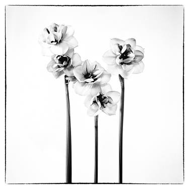 Flowers 120 - Limited Edition 1 of 10 thumb