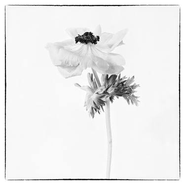 Original Fine Art Botanic Photography by Veneta Karamfilova