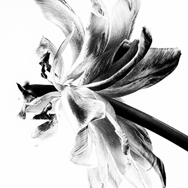 Original Minimalism Botanic Photography by Veneta Karamfilova