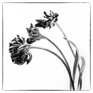 Original Fine Art Floral Photography by Veneta Karamfilova