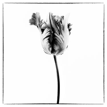 Original Fine Art Botanic Photography by Veneta Karamfilova