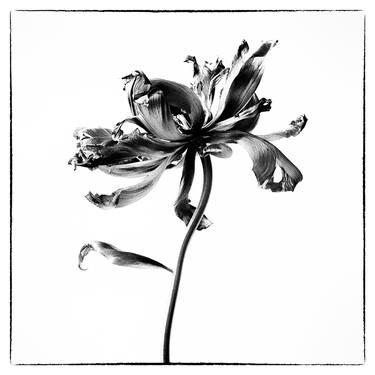 Saatchi Art Artist Veneta Karamfilova; Photography, “Flowers 140, Limited edition 1 of 25” #art