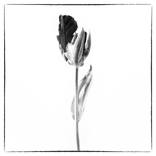 Collection Black and white flowers