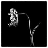 Collection Black and white flowers