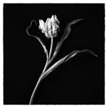 Collection Black and white flowers