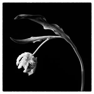 Collection Black and white flowers