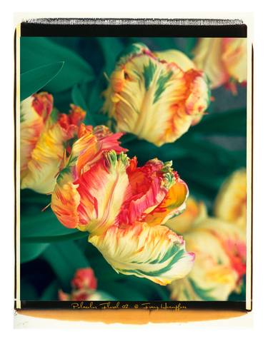 Print of Fine Art Floral Photography by Franz Huempfner