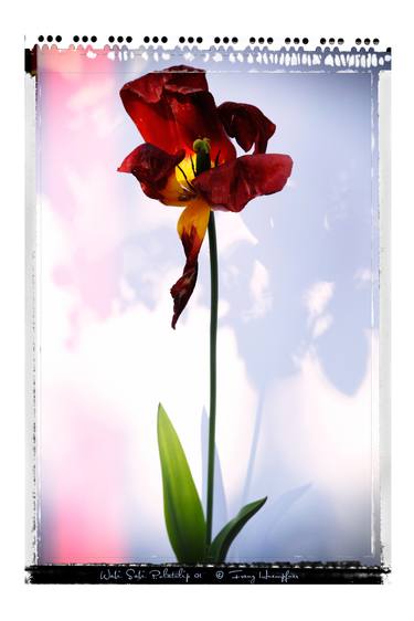 Print of Fine Art Floral Photography by Franz Huempfner