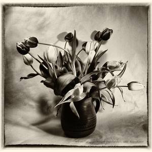 Collection Black and white flowers