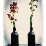 Collection polacolor florals