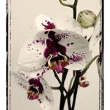 Collection polacolor florals