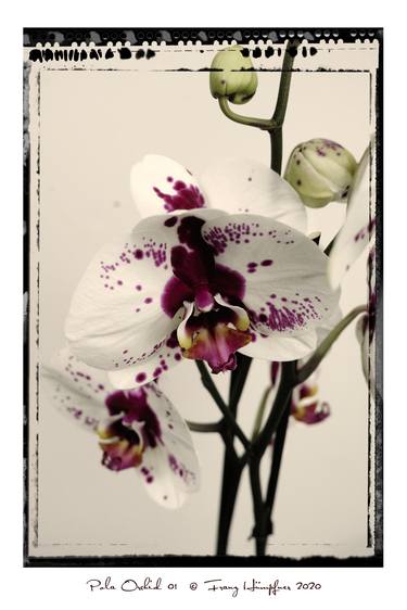 Pola Orchid 01 thumb