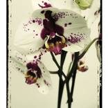 Collection polacolor florals