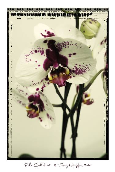 Print of Figurative Floral Photography by Franz Huempfner
