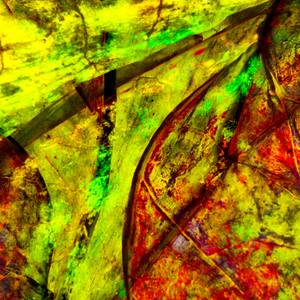 Collection Herbarium