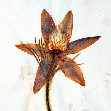 Print of Illustration Botanic Photography by Franz Huempfner