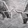 I haven't been to Scotland yet, so I guess that is partly my dream to visit this wonderful country plus I truly adore how the highland cattle looks. Those wonderful ever-stylish fringes of theis , designed by the wind while they walk on the hills in search of grass. And the beautiful fluffy coat they have.
I looked to draw the texture of the wonderful fur with pencil in black in white for bigger contrast.
Pencil drawing on paper.