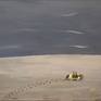 Ghost crab detail