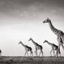view additional image 1