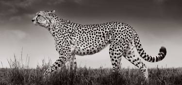 Original Fine Art Animal Photography by Drew Doggett