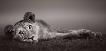 Original Fine Art Animal Photography by Drew Doggett