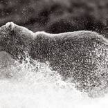 Brown Bears thumb