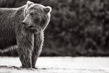 Original Fine Art Animal Photography by Drew Doggett