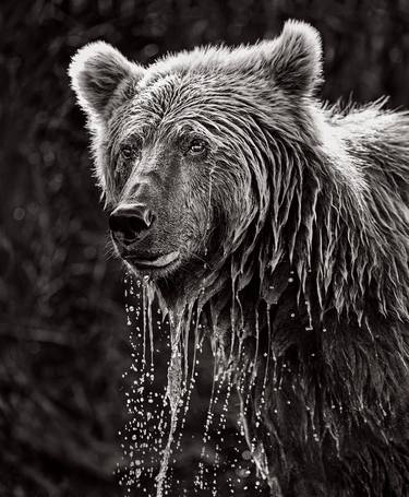 Original Fine Art Animal Photography by Drew Doggett