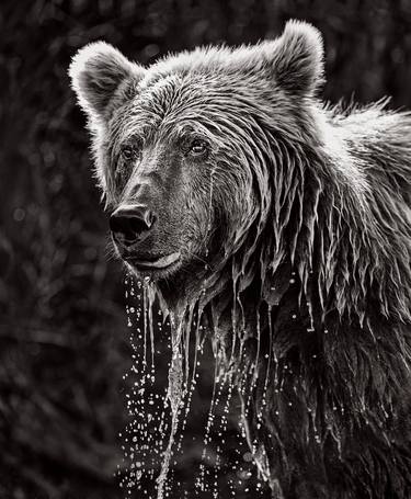 Original Animal Photography by Drew Doggett