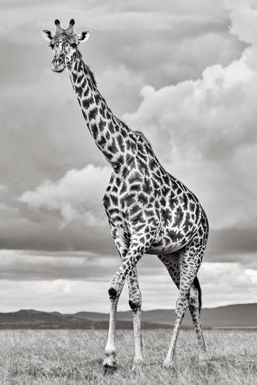 Original Fine Art Animal Photography by Drew Doggett