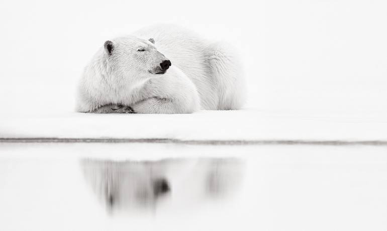 Original Fine Art Animal Photography by Drew Doggett