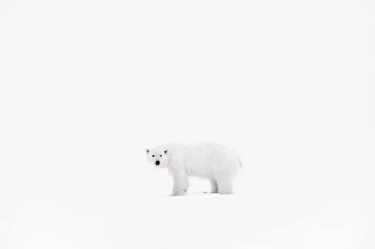 Original Fine Art Animal Photography by Drew Doggett