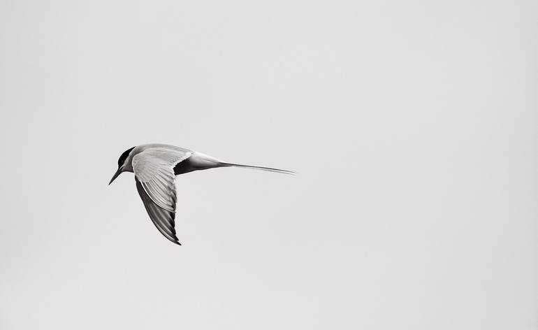 Original Fine Art Animal Photography by Drew Doggett