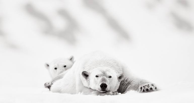 Original Fine Art Animal Photography by Drew Doggett