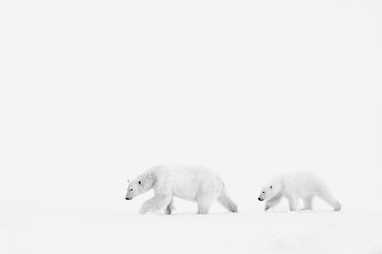 Original Fine Art Animal Photography by Drew Doggett