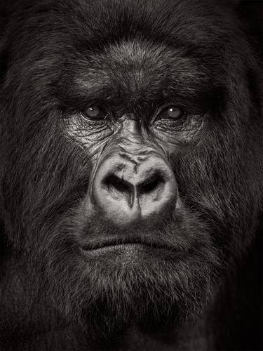 Portrait of a Silverback thumb