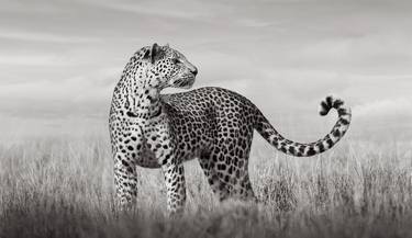 Original Fine Art Animal Photography by Drew Doggett