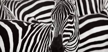 Original Black & White Animal Photography by Drew Doggett