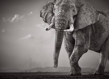 Original Animal Photography by Drew Doggett