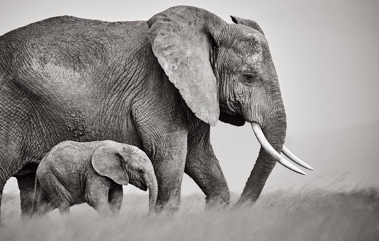 Original Black & White Animal Photography by Drew Doggett