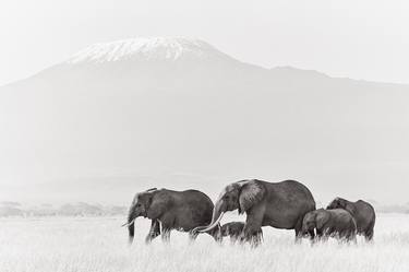 Original Animal Photography by Drew Doggett