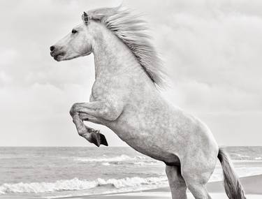 Original Conceptual Animal Photography by Drew Doggett