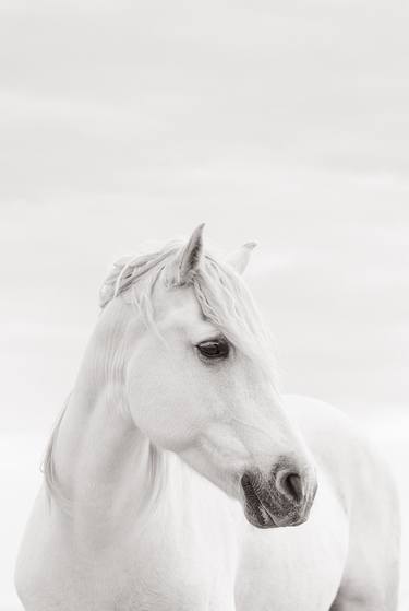 Original Conceptual Animal Photography by Drew Doggett