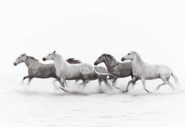 Original Animal Photography by Drew Doggett