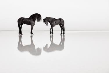 Original Minimalism Animal Photography by Drew Doggett