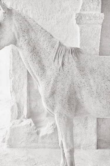 Original Minimalism Animal Photography by Drew Doggett