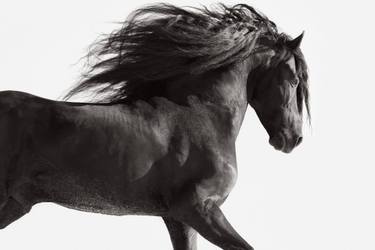 Original Minimalism Animal Photography by Drew Doggett