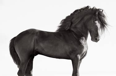 Original Minimalism Animal Photography by Drew Doggett
