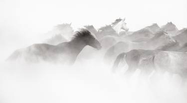 Original Minimalism Animal Photography by Drew Doggett